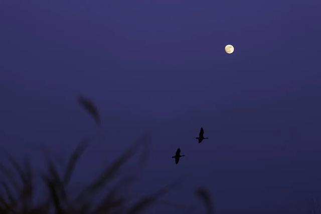 衤字旁的笔顺视频，衣字的笔顺怎么写（白露，露从今夜白，月是故乡明）