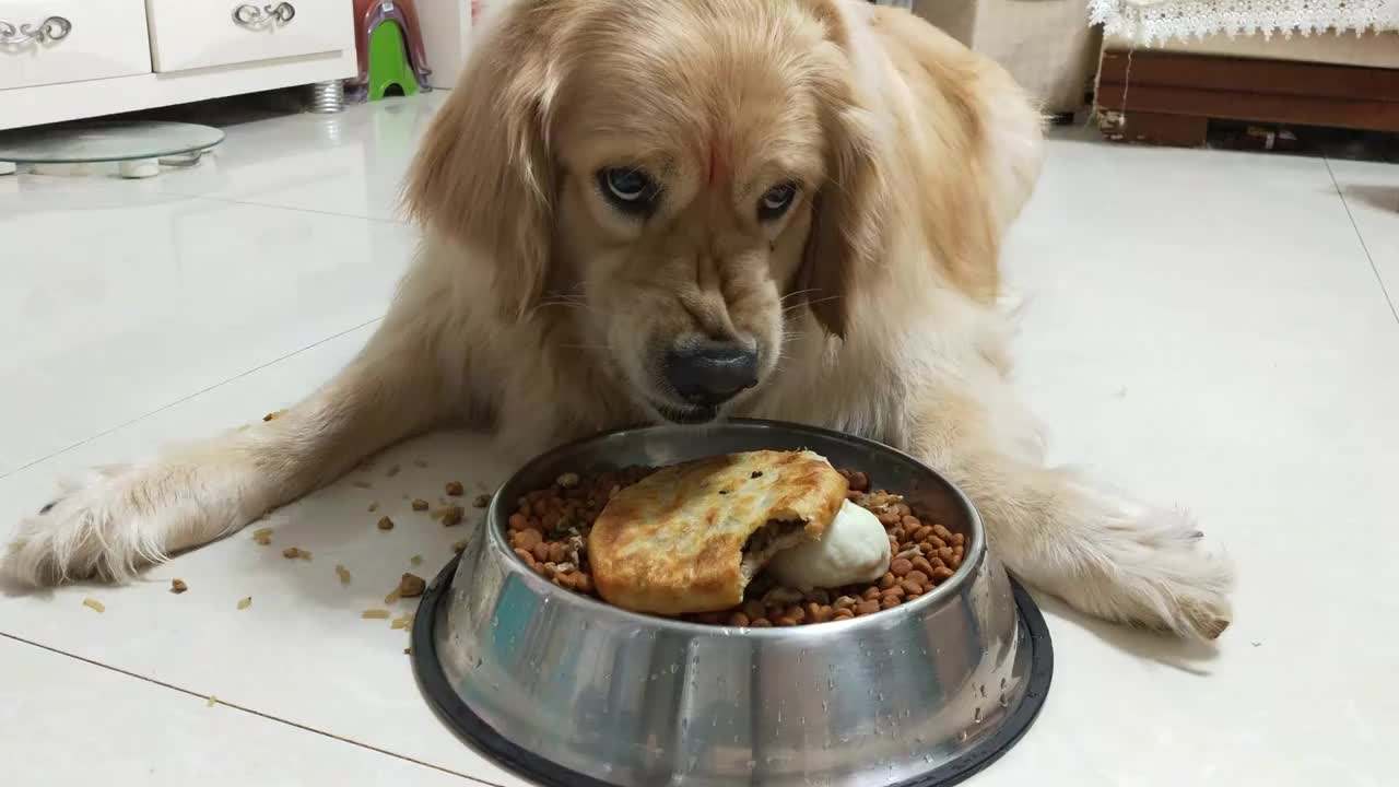 狗为什么咬人(为什么舔过人血的狗必须死)