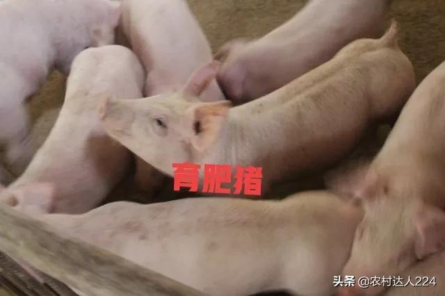 3万养猪一年可以赚多少（养猪成本与利润分析）