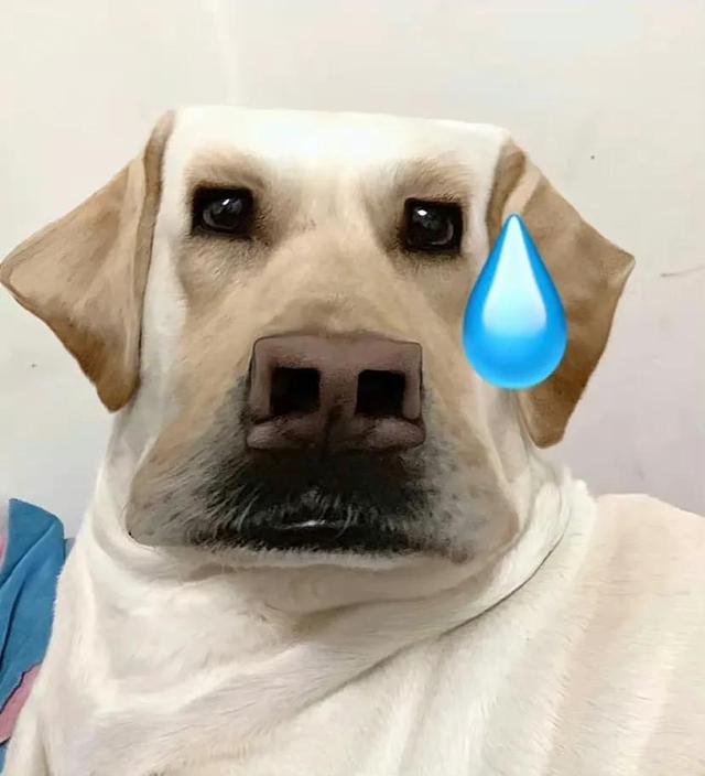 动物男头（你喜欢就好），微信头像，动物男头（你喜欢就好）（可爱头像‖很精致的小动物）