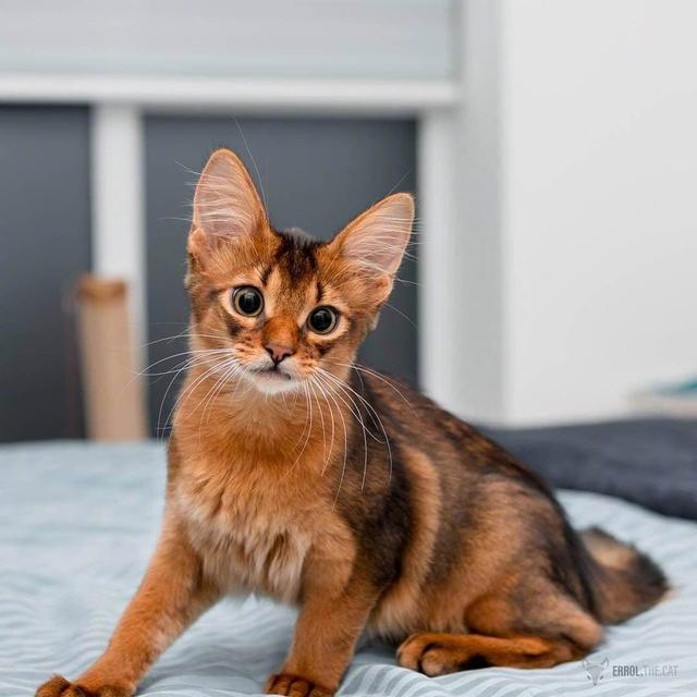 世界上十大最漂亮的猫，世界上十大最漂亮的猫品种有哪些（养猫“首选”这6种猫）