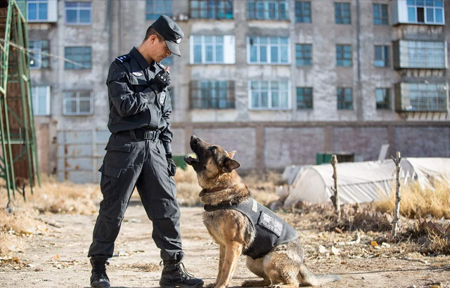 牧羊犬的特点和性格，牧羊犬的性格（德牧犬的7大优点）