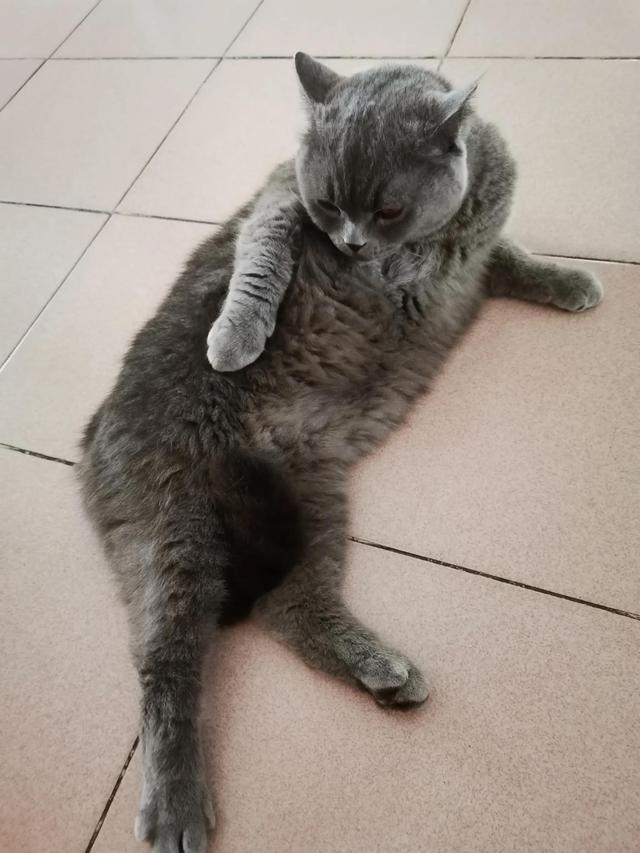 小灰灰可爱图片，好可爱的小灰灰，微信头像（我的动物朋友一一小灰灰）