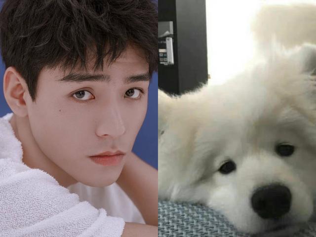 犬系男友和猫系男友有什么区别，什么是猫系男友什么是犬系男友（娱乐圈动物系男明星当道）