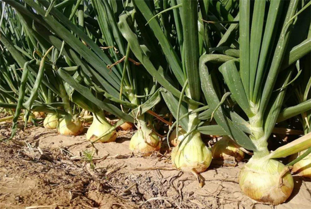 洋葱的食用部分属于什么，洋葱的主要食用部分是（洋葱的组成部分有哪些）