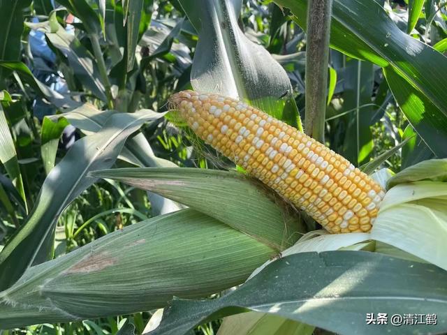 怎么判断玉米熟没熟，怎样判断玉米熟没熟（在“假熟”期收获玉米会“得不偿失”）