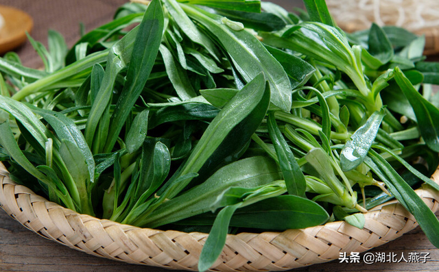 刺兒菜(刺兒菜圖片,教你認識不同的野菜和吃法(刺兒菜圖片功效和藥用)