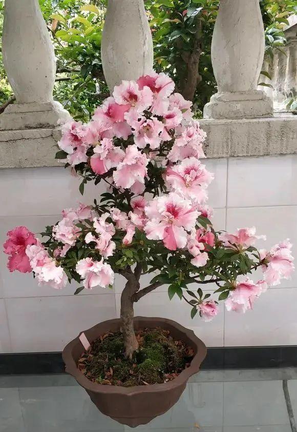 杜鹃花的三大特征，你家的杜鹃花是哪种