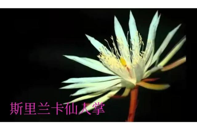 世界上最贵的花，世界上什么花最贵（世界上最贵的花你知道有多贵吗）