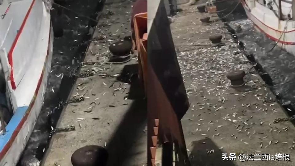 鲻鱼图片引发热议：因外形奇特或生态价值成焦点，网友纷纷围观讨论其独特魅力与背后原因。