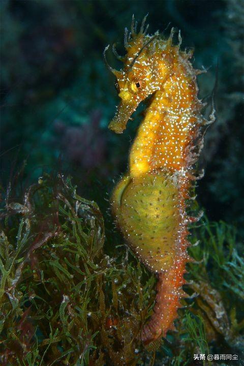 有哪几种动物名字，地球上30种最极端的动物