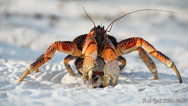 椰子蟹能吃吗，椰子蟹能吃吗肚子里是屎嘛（爬上食物链顶端的椰子蟹）
