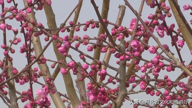 正定旅游景点有哪些，正定的旅游景点有哪些（微游河北<20>）