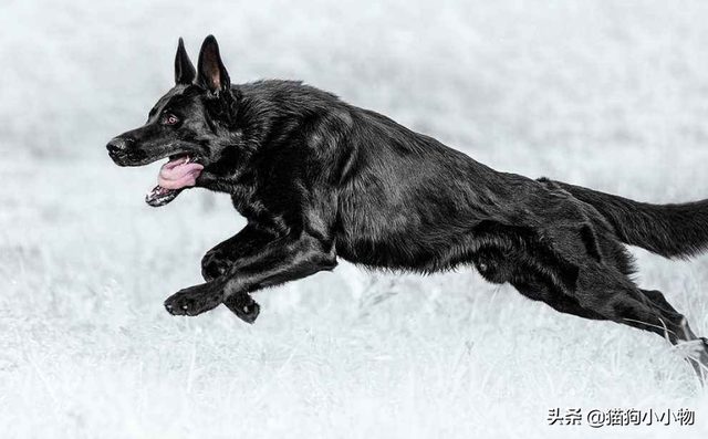 为什么狗养久了会邪门，狗养太久会做怪（揭秘：养“黑狗”真的很邪门吗）