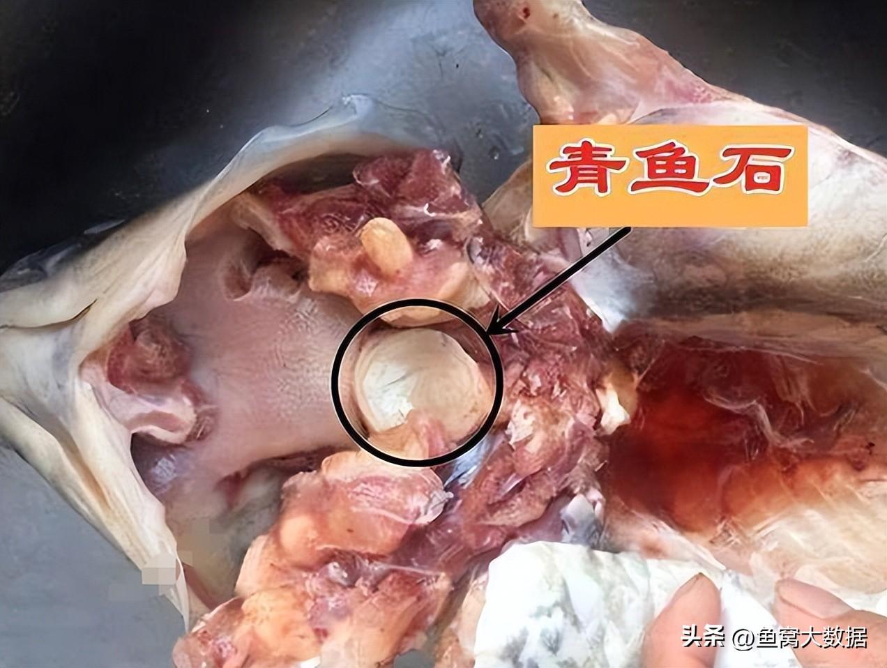 青鱼石是个什么东西,为什么这个小东西很值钱呢?