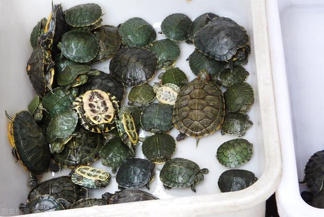 巴西龟可以吃吗，自养的巴西龟能吃吗（巴西龟在我国泛滥成灾）