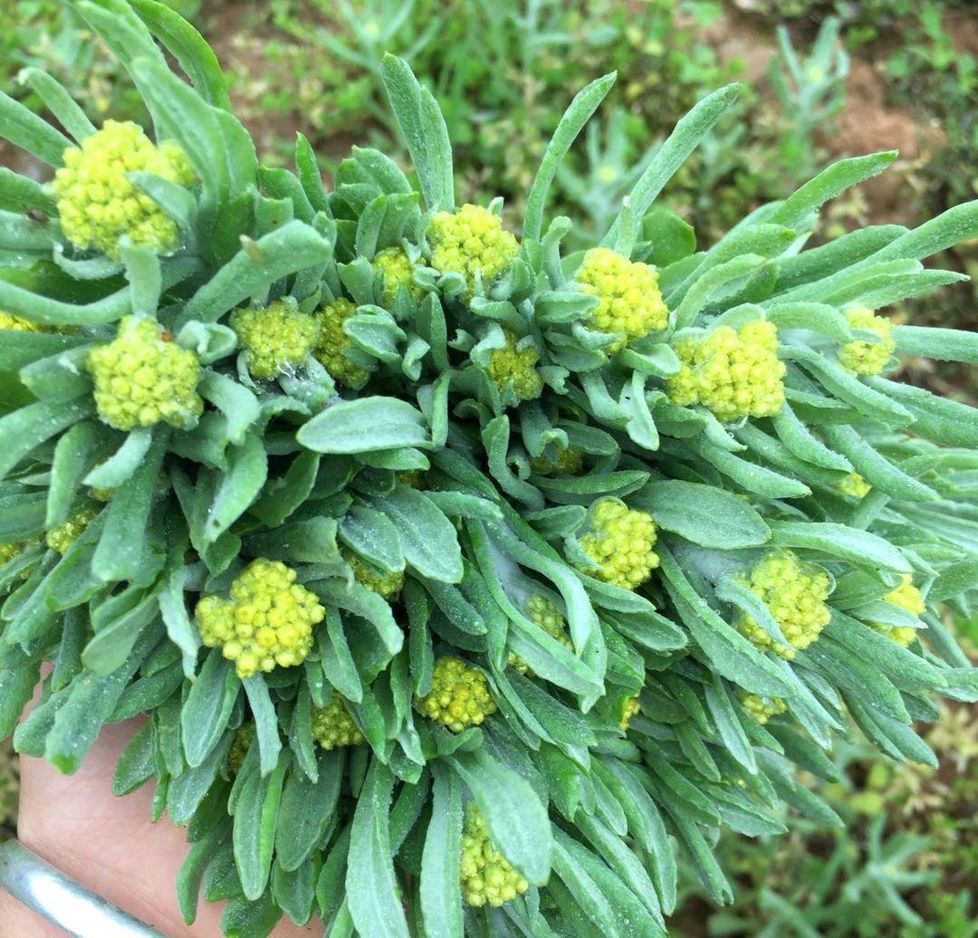 农村能吃的100种野菜图片，有哪些野菜可以吃