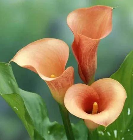 看望病人买什么鲜花，适合送病人的鲜花有哪几种（哪些花代表健康、平安、幸福）