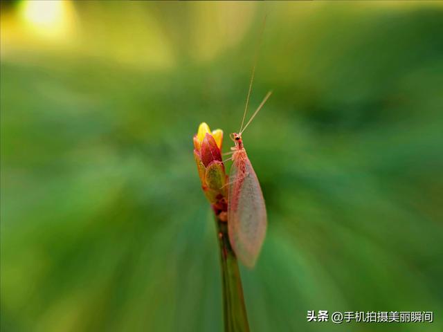 手机微距远距离拍摄，使用手机外加微距镜头拍摄昆虫的方法