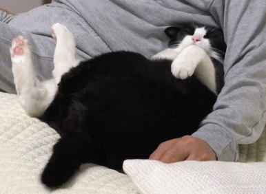 猫界最通人性的6种猫，最“通人性”的几种猫