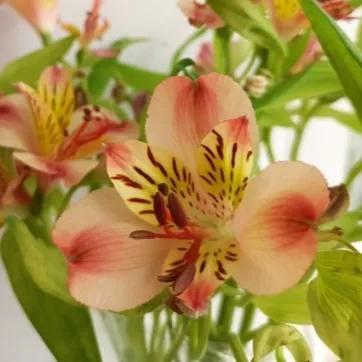 鲜花的花语和花的数目的寓意，鲜花数量的寓意（100种迷人的“数字花”）