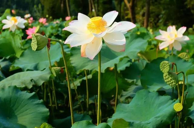 代表健康聪明的字，健康聪明漂亮要用什么字来形容呢（华山论道：寓意很好的八个汉字）