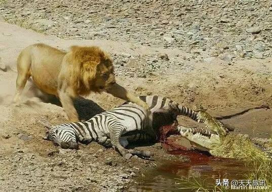 东非动物大迁徙，东非动物大迁徙的路线图（“生命的长征”东非野生动物大迁徙）