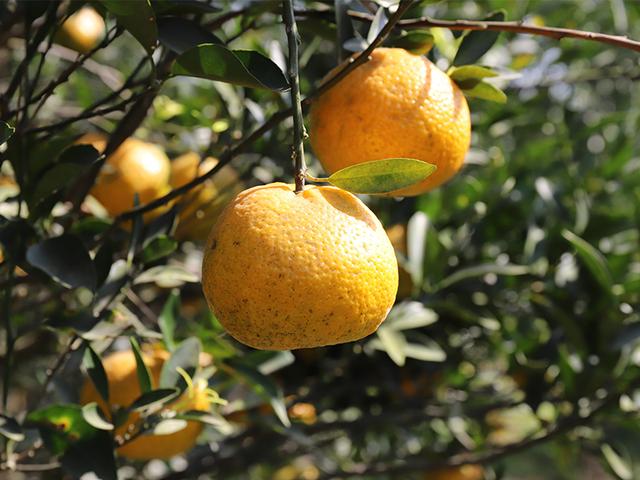 橘子和桔子的区别,橘子和桔子是不是同一种水果(陈皮和橘子皮的区别)