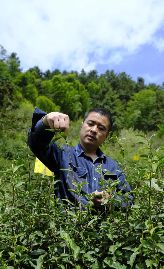 十大名茶之黄山毛峰，黄山毛峰多少真假