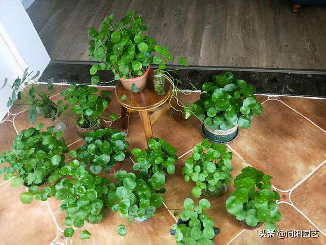 铜钱草水培方法，水里加点“河沙”（铜钱草水培方法和注意事项）