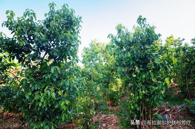 肉桂精油的功效与作用，肉桂油的功效与作用（还有更多你不知道的使用场景）