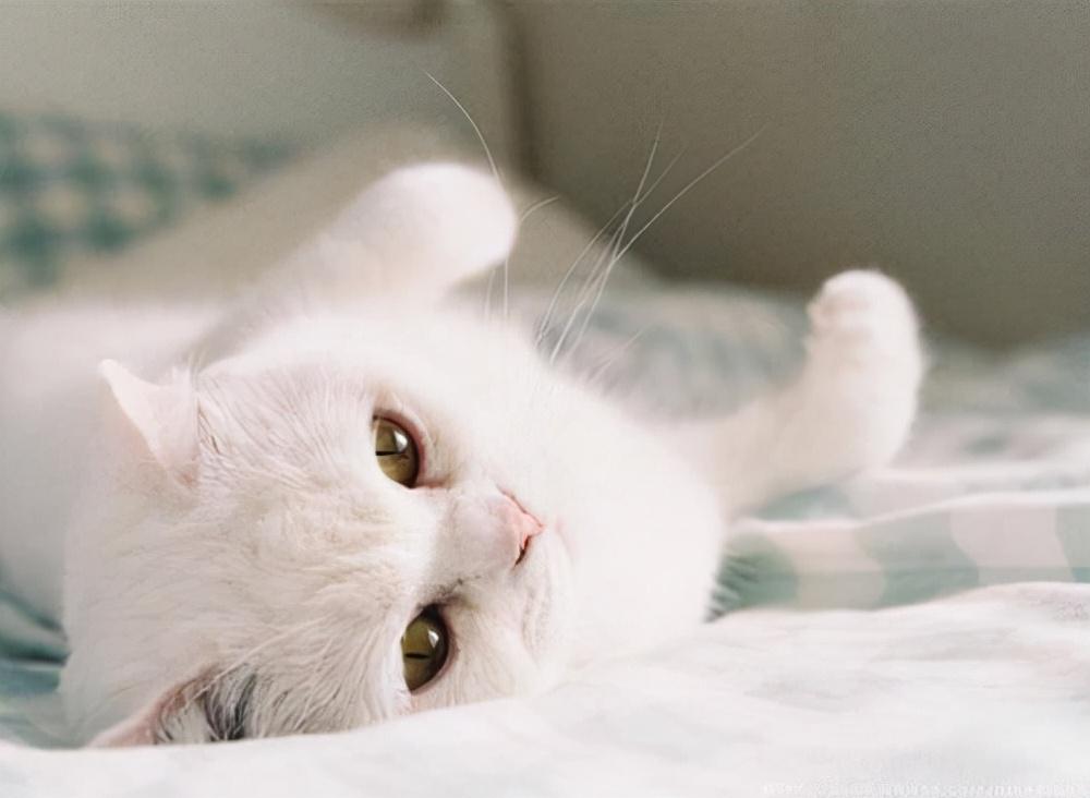 小猫吐黄水()