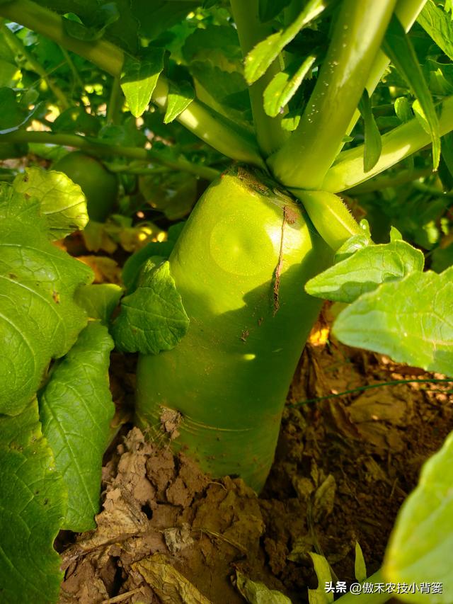 白萝卜种植时间和方法，种白萝卜的正确方法（高产萝卜种植技术）