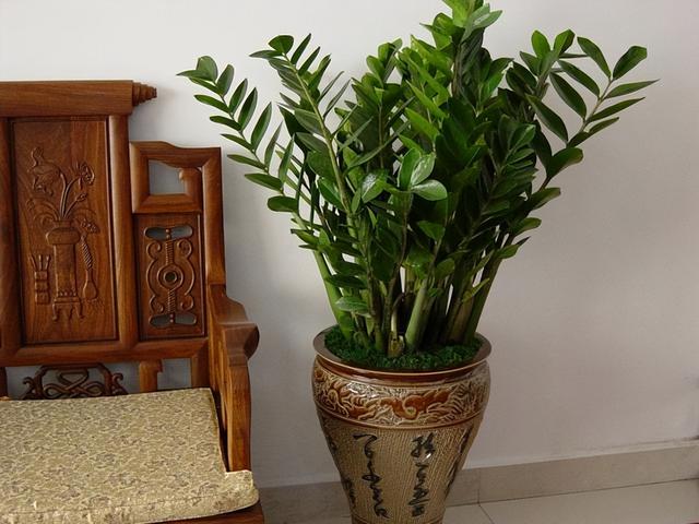 客厅盆景树种前十名，栽客厅里的吉祥富贵树（适合客厅养的9种树）
