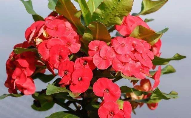 虎刺梅怎么养殖，虎刺梅怎么养才能更旺盛（虎刺梅）