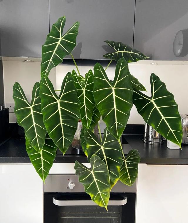 尖尾芋的养殖方法，教你从配土和浇水上养好这一大类植物