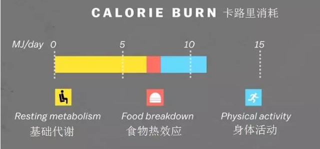 整体减肥和局部减肥，减肥有局部减肥吗（是什么导致了你越减越肥呢）