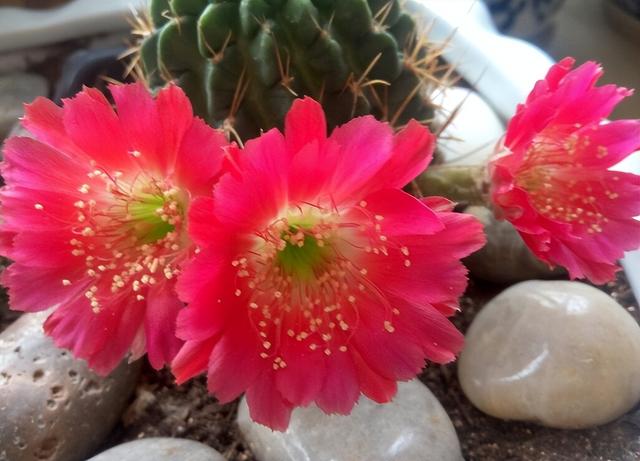 仙人掌不是花，没法让人捧在手心上。，仙人掌有什么品种（花大色艳开满了图片）