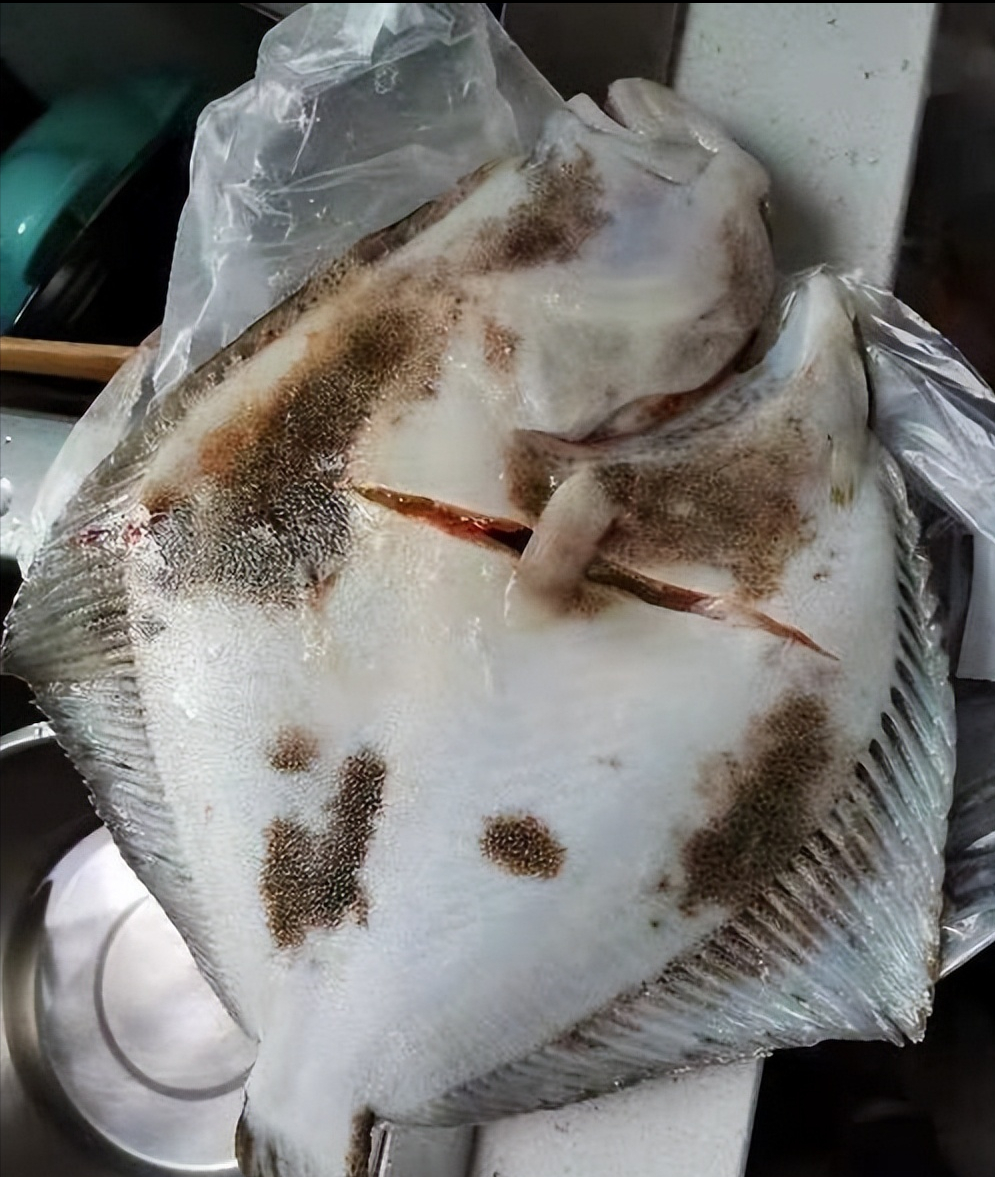 多保鱼(广西捕获150斤多宝鱼) - 好工作