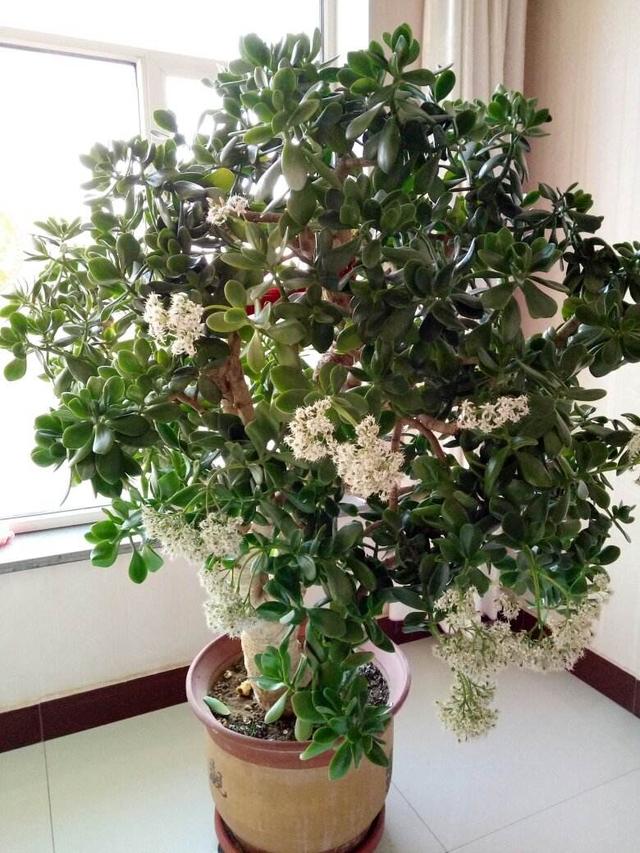 庭院十大吉祥树排名，庭院栽什么树最旺宅（10种吉利树）