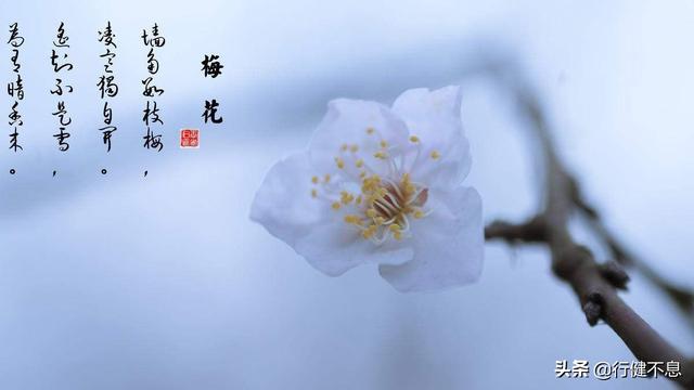 有关杏花的诗句，关于杏花的诗句有哪些（一枝红杏出墙来）