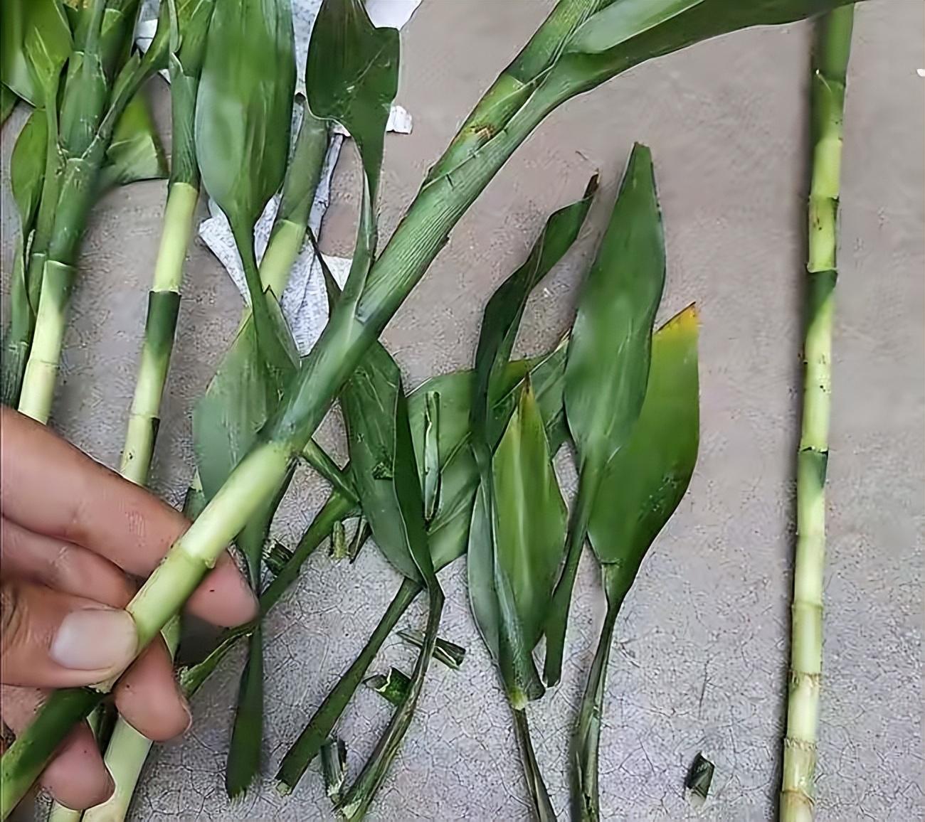 富贵竹怎么水养才旺盛，水培富贵竹3个简单小方法