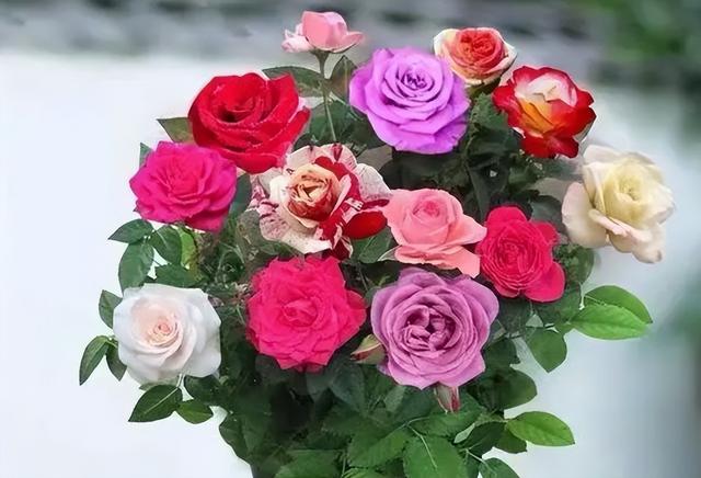 十朵玫瑰代表什么，十朵玫瑰代表什么意思（阳台再小也要养盆多色玫瑰）