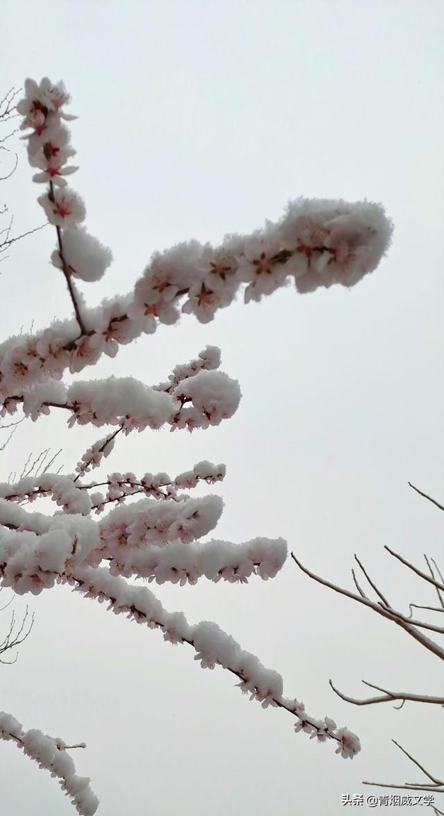 春天真美写一小段话，春天真美呀写句子（一场雪，让这里的春天真美）