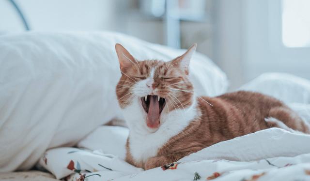 家里养猫要怎么养应该注意什么，如果家里养猫应该注意什么（新手养猫要注意什么）