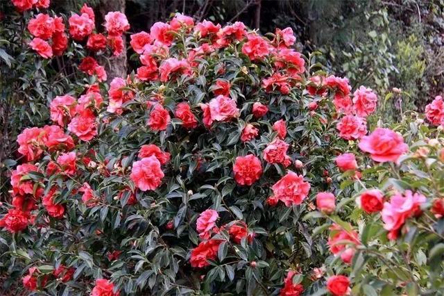 云南花海旅行记，春天，来云南与七彩花海相遇