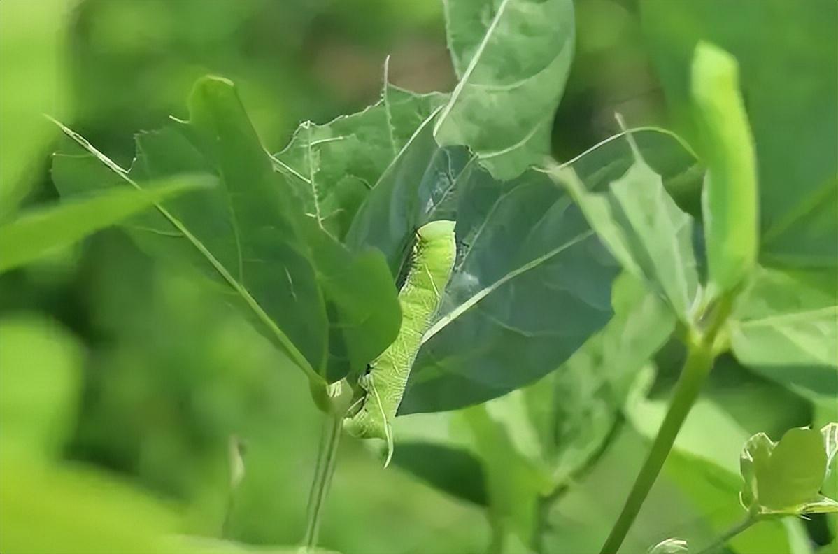 豆虫怎么吃(豆青虫吃法图片)
