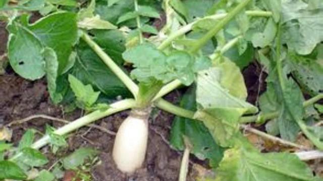 如何学会种萝卜，如何学会种萝卜视频教程（分享白萝卜种植技巧）