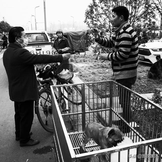 宠物市场在哪里，成都的宠物狗市场在那里呀（漯河宠物市场印象）