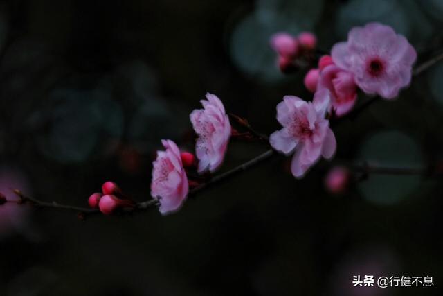 有关杏花的诗句，关于杏花的诗句有哪些（一枝红杏出墙来）